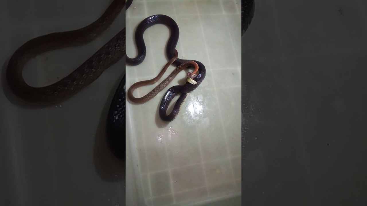 video editing software free Snake vs snake (black bungarus vs rabdhopis subminiatus)