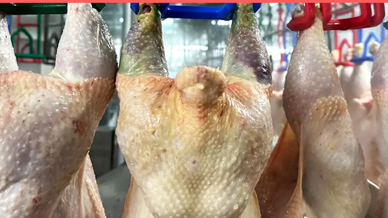 Whistleblower Reports Injured Chickens, Botched Slaughter, and More at ...