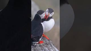 Birds Puffins  #wildlifephotoghraphy #birds