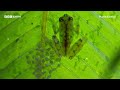 Super Dad Frog Defends His Eggs From Wasps | 20 Years of Planet Earth | BBC Earth
