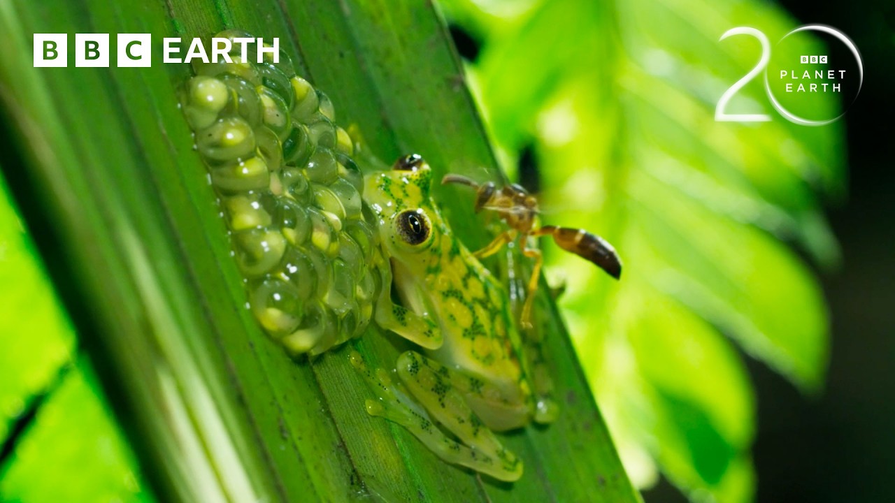 Super Dad Glass Frog Defends His Eggs From Wasps | 20 Years of Planet Earth II