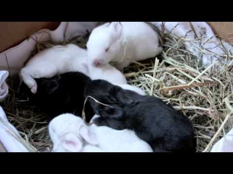 Cindy and Her Six Babies - Rescued Rabbits at PetS...