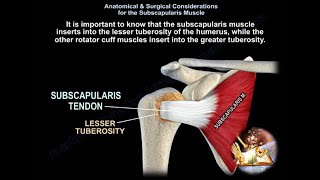 SUBSCAPULARIS  MUSCLE  . Everything You Need To Know - Dr. Nabil Ebraheim