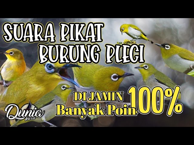 SUARA PIKAT BURUNG PLECI || Pikat Burung Pleci Liar , Jamin poin class=