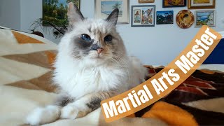 I'll do cat karate on you if you touch my belly | 4K