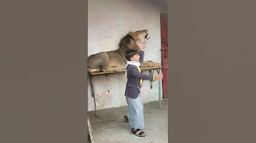 الاسد في اليمن 