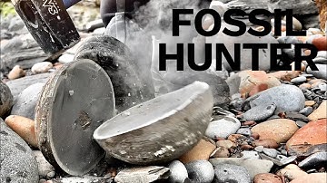 Limestone Rocks CRACKED Open For Fossils! Ammonites & Coprolites | Fossil Hunter