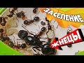 Заселение муравьёв-жнецов в ферму Мини плюс