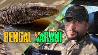 Devasa Kertenkele Bengal Varanı Ile Karşılaştım