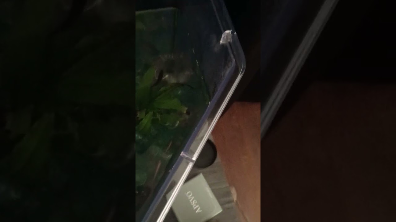 My fishes snack time!