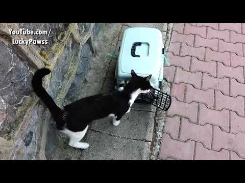 Video: Tuxedo Cat Navne