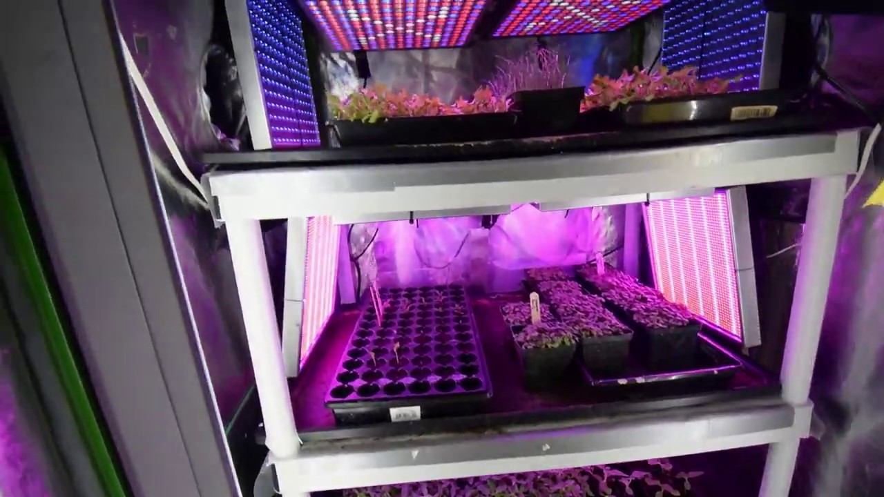 Small lettuce greens grow tent 2019 week 14