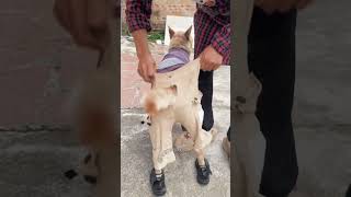 Cleitinho fubá e seus amigos vendo Claudete calcinha desfilar no chiqueiro