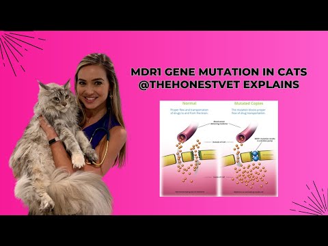 MDR1 Genetic Mutation in Cats