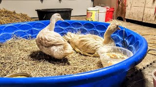Guard Goose REHAB! // Whitt Acres