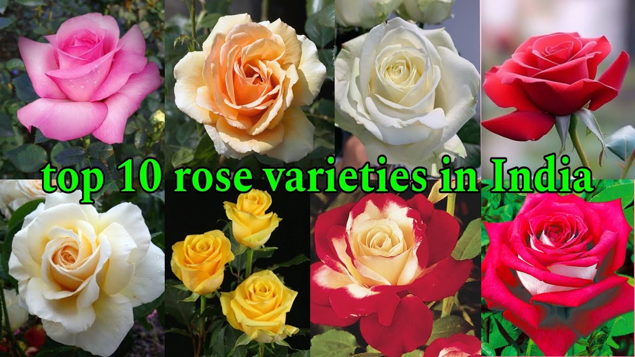 beautiful roses top ten roses top 10 beautiful flowers 10 rose varieties top 10 rose