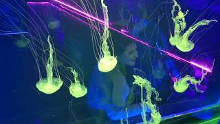Different Types Of Jelly Fish In London Aquarium5