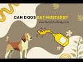 Is Mustard Safe for Dogs? What You Need to Know