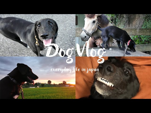 Dog Vlog] A happy dog's daily life from 5am to 9pm. - YouTube
