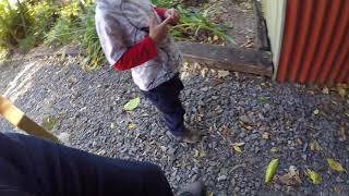 CARPET PYTHON IN GUANABA