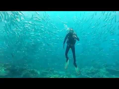 Palau - Diving around Ulong Channel