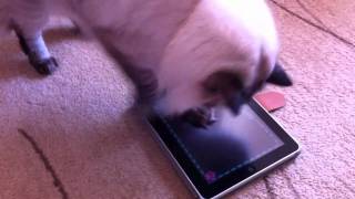 Gra dla kota screenshot 4