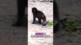Tak Ada Lagi yang Berani Mengganggu Punch. Kamu Tahu Kenapa? Tak Ada Lagi yang Berani Mengganggu Punch. Kamu Tahu Kenapa?