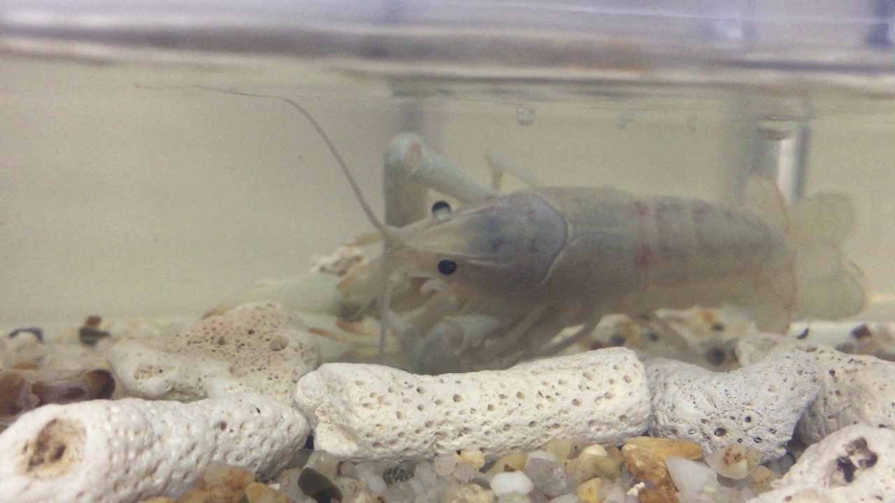 How to breed crayfish at home 71 How to breed crayfish at home 56
