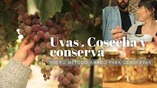 UVAS en la Huerta  Cosecha y Conserva | DATAZO para conservar en días nublados!