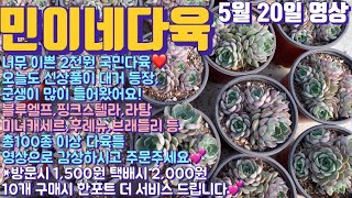 민이네다육/이쁜 신상들이 다양하게 등장한 국민다육 소개영상/가격착한 군생도 많이 들어왔어요💕/방문시1,500원 택배시2,000원/문자주문 010-6863-0625