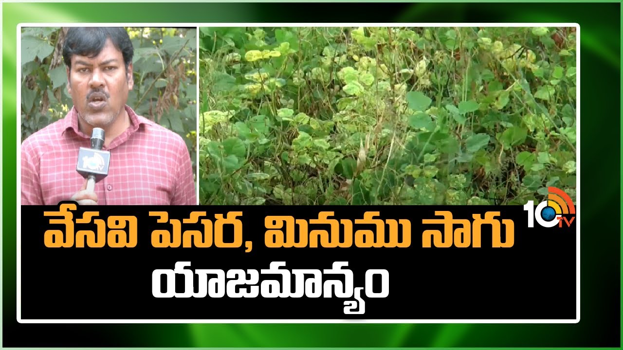 వేసవి పెసర, మినుము సాగు - యాజమాన్యం|Summer Green Gram & Black Gram Cultivation |Matti Manishi | 10TV