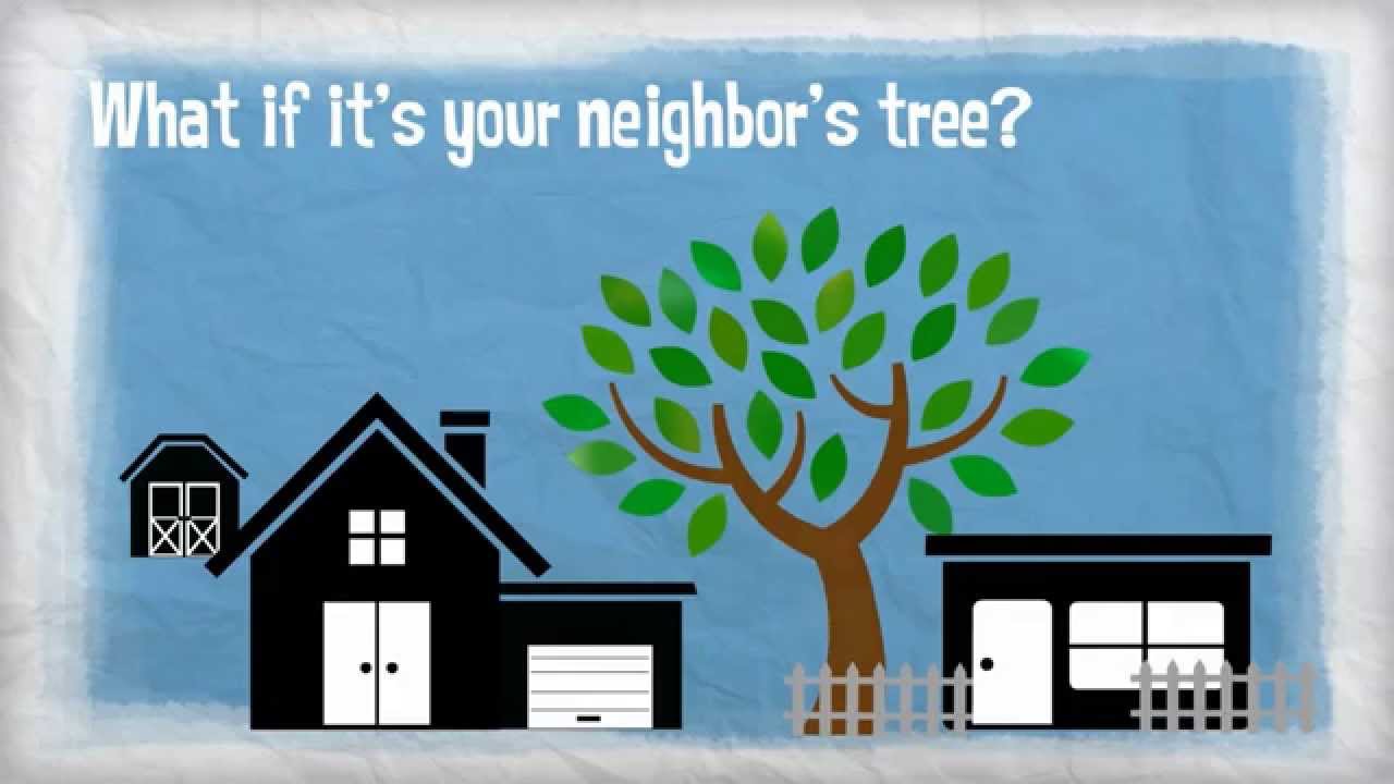 Insurance 101 Tree Damage YouTube