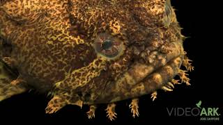 An oyster toadfish (Opsanus tau) at the Loveland Living Planet Aquarium in Draper, Utah. Opsanus Tau