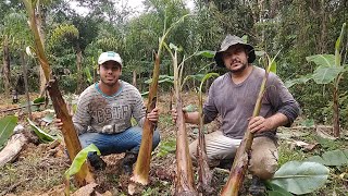 como plantar e replanta banana da terra