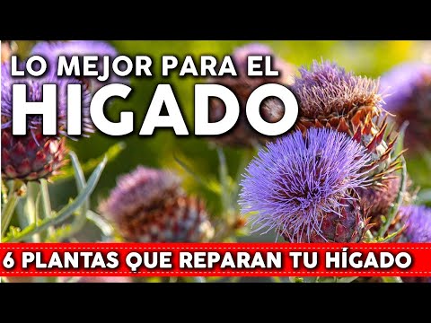 Video: Kurai (planta): descripción, uso