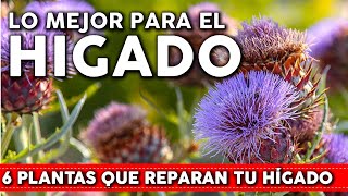 6 Plantas que reparan el HÍGADO de forma natural - Cómo usarlas y cómo cultivarlas en tu jardín