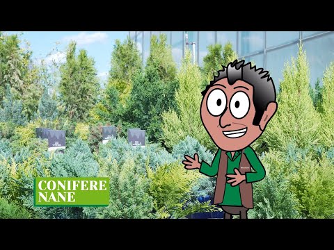 Video: Come si pianta un giardino di conifere?