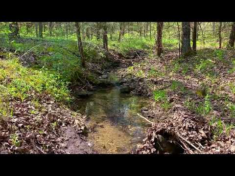 Cool little creek on the north side of the Mule Shoe tracts