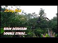 Mikat Burung Strikenya Asik Juga || Luring Bird