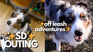 VLOG:  Service Dog Outing & Off Leash Adventures at Our Park | Public Access Astrofromtheblue