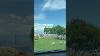 Friendly mountain goats/big horns mountain sheeps watching the people