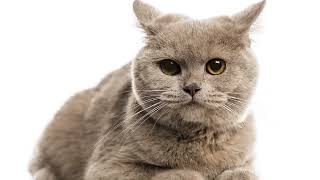 Should I Buy A British Shorthair Cat In 2023? by MOGPAWS 620 views 1 year ago 2 minutes, 54 seconds