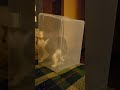 Gunther escapes the bin