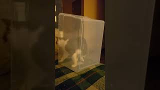 Gunther escapes the bin