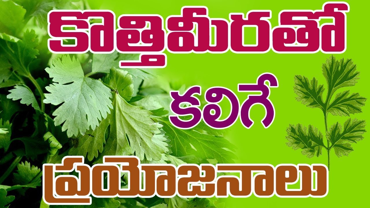 Excellent Health Benefits Of Corianderకొత్తిమీరతో ఆరోగ్యంKothimeera