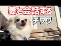 妻と喋りながら留守番する犬が可愛い【チワワのまろみ】
