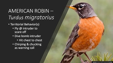 Animal Behavior Video Project