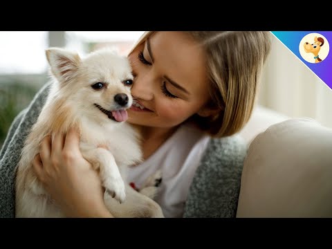 Video: Was bedeutet es, wenn sich ein Hund an dich lehnt?