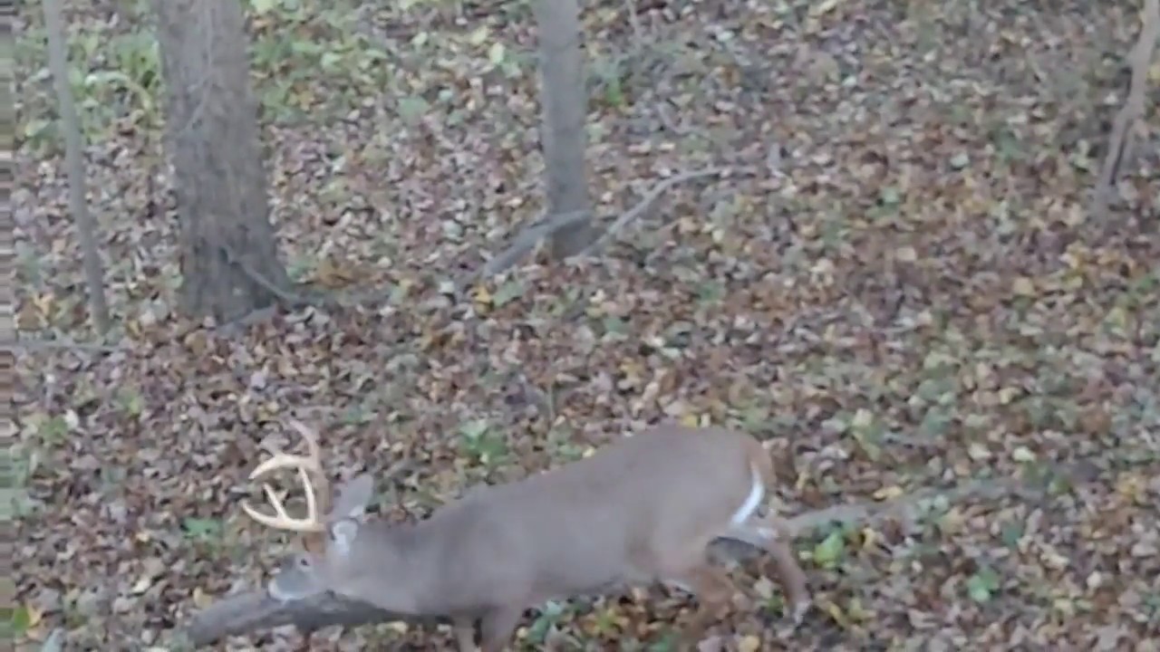 Pa Bow Season 2018 Part 3 Let Em Walk YouTube pa-bow-season-2018-part-3-let-em-walk-youtube