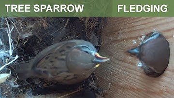 Tree sparrow fledging